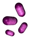 yersinia image